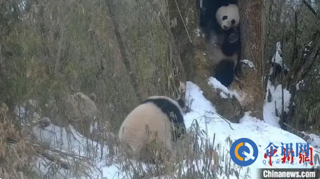 四川卧龙：全球唯一的白色大熊猫与野生大熊猫母子同框！
